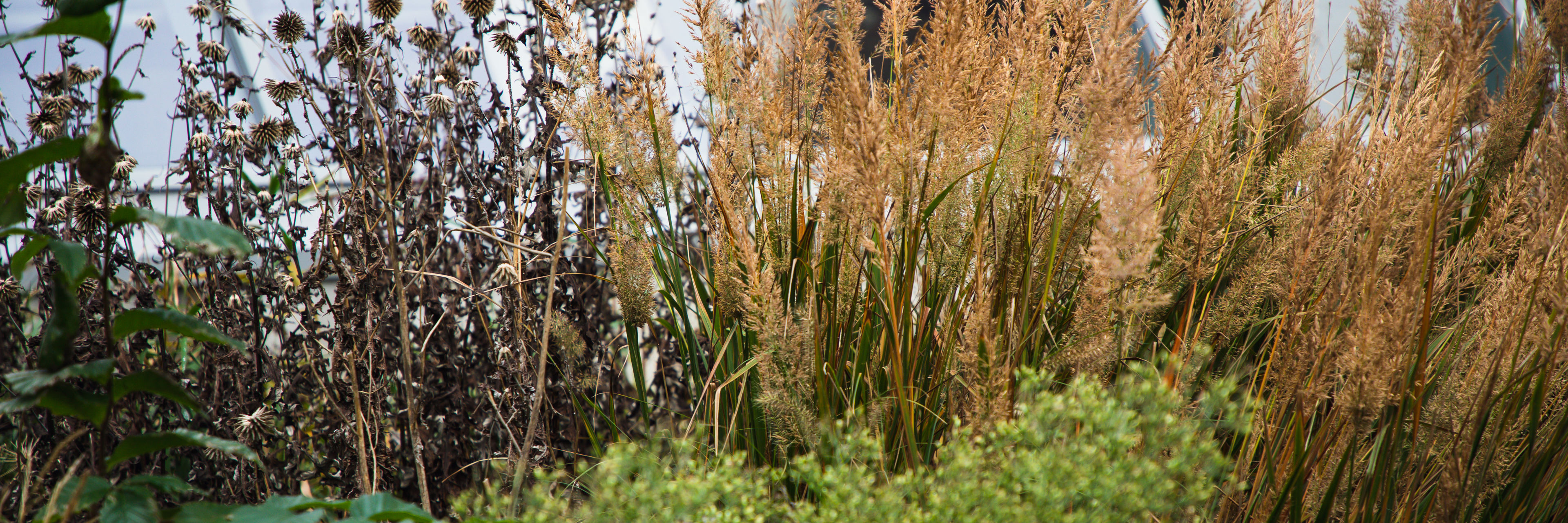 Gårdhave i Roskilde Badet