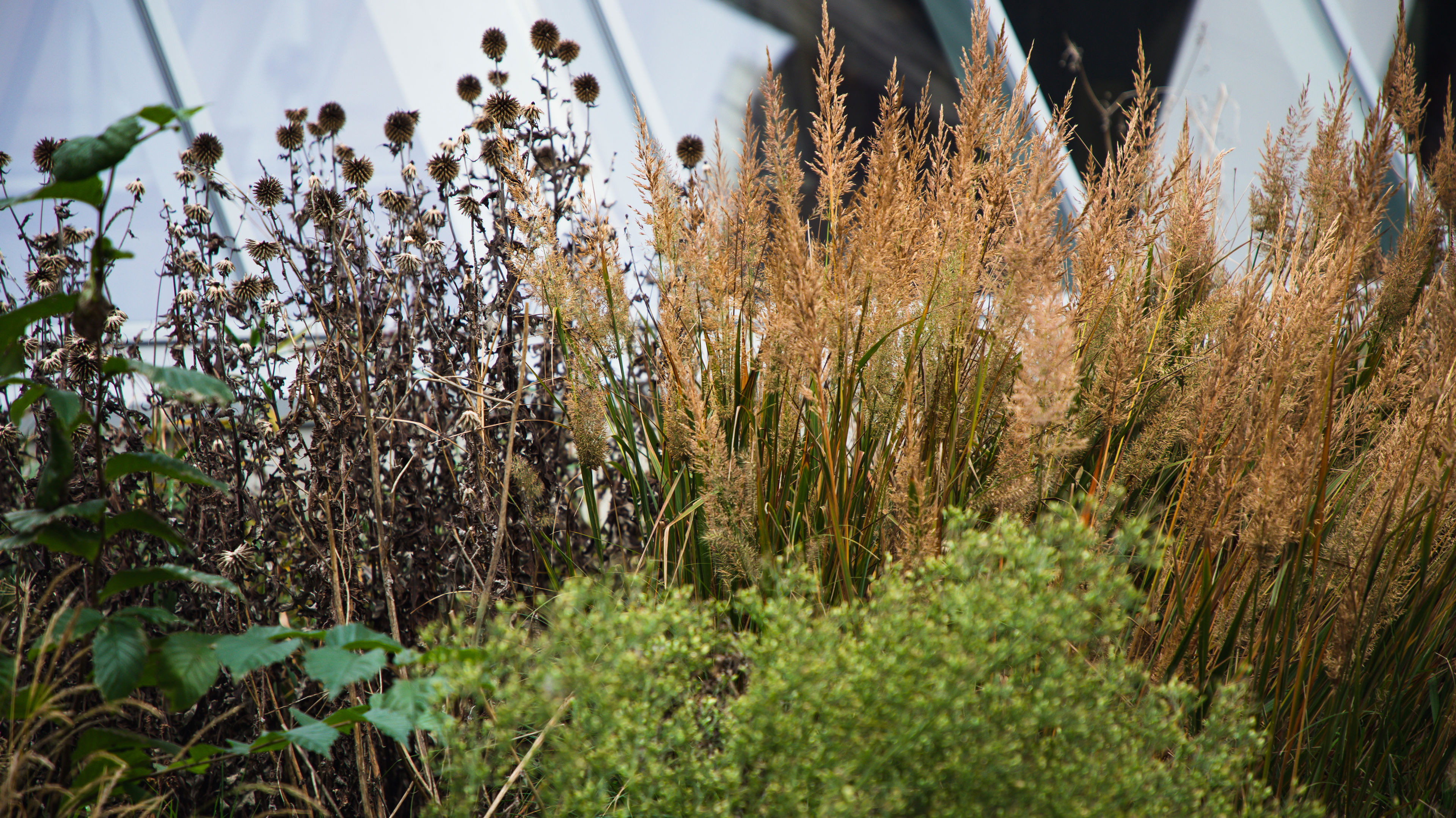 Gårdhave i Roskilde Badet